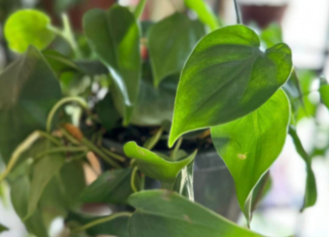 Philodendron 8" Hanging Basket