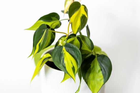 6" Brazil Philodendron Tub