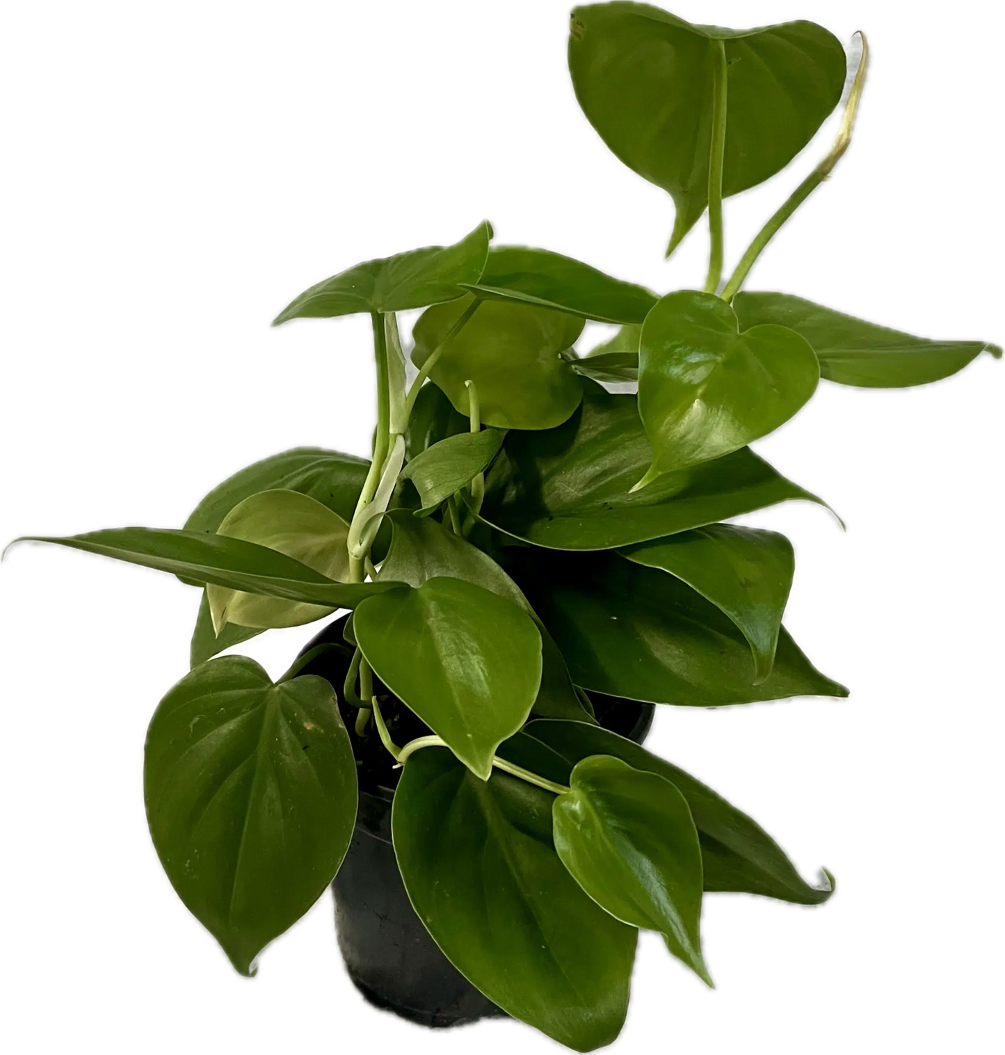 4″ Philodendron