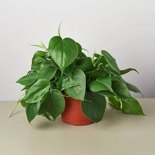 6" Philodendron Tub